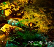 c9img12.jpg